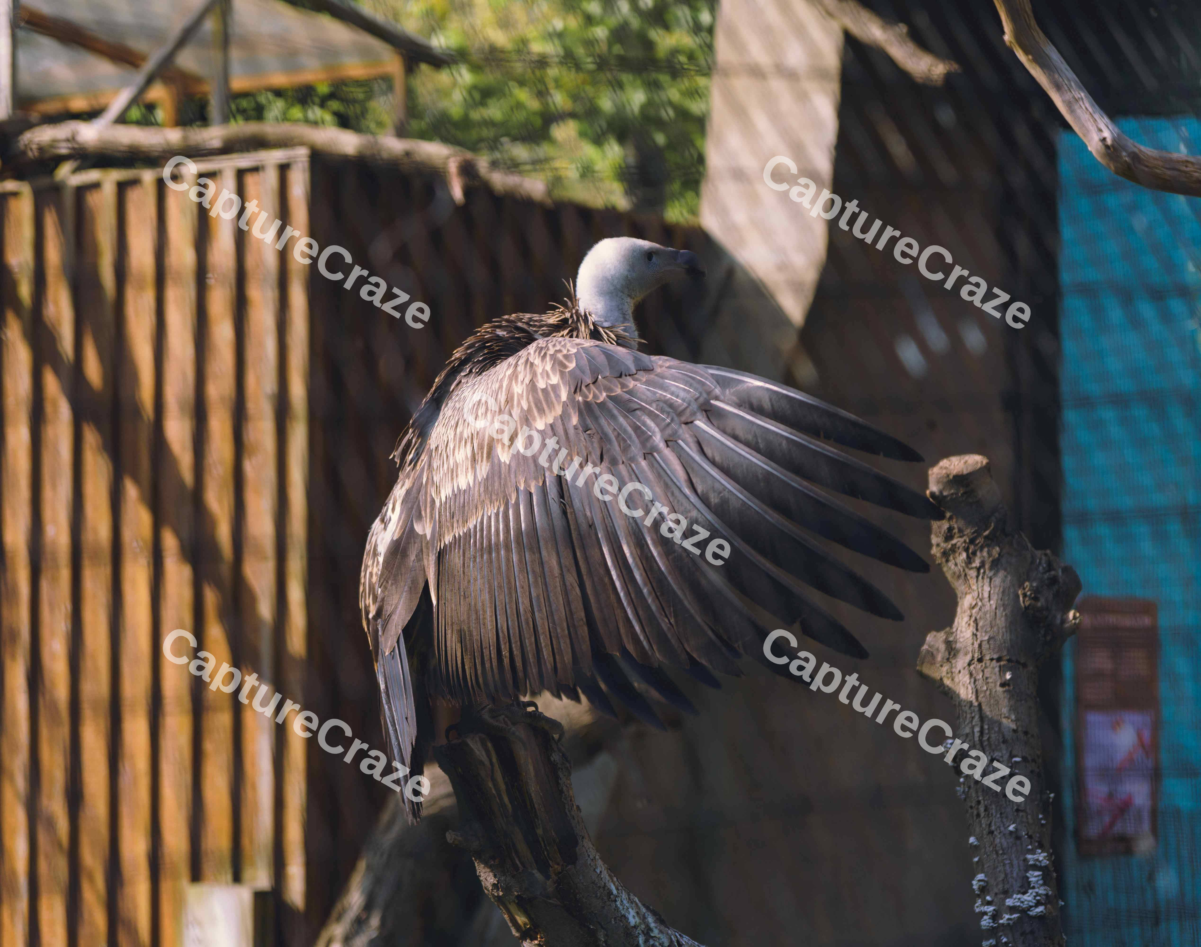 Vulture Perched (Variation)
